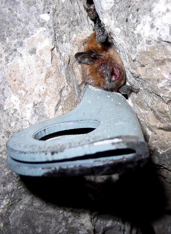 Кафяво прилепче (Pipistrellus pipistrellus) Сн.В. Стефанов