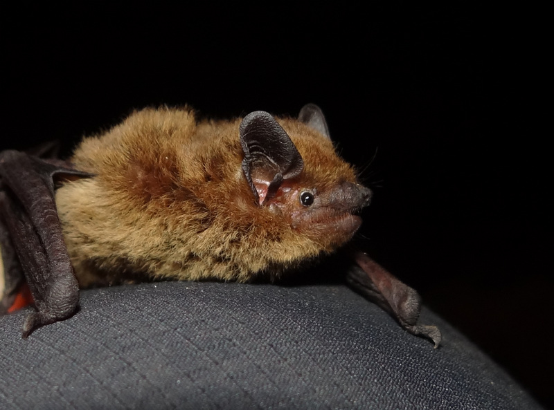 (Pipistrellus pipistrellus) Сн. Б. Петров