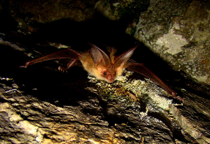 Дългоухите прилепи (Plecotus spp.) са завират в скални цепнатини по изключение. Големи му уши го правят лесно разпознаваем и симпатичен вид прилеп/ Сн. Plecotus_auritus (автор. Б. Петров)