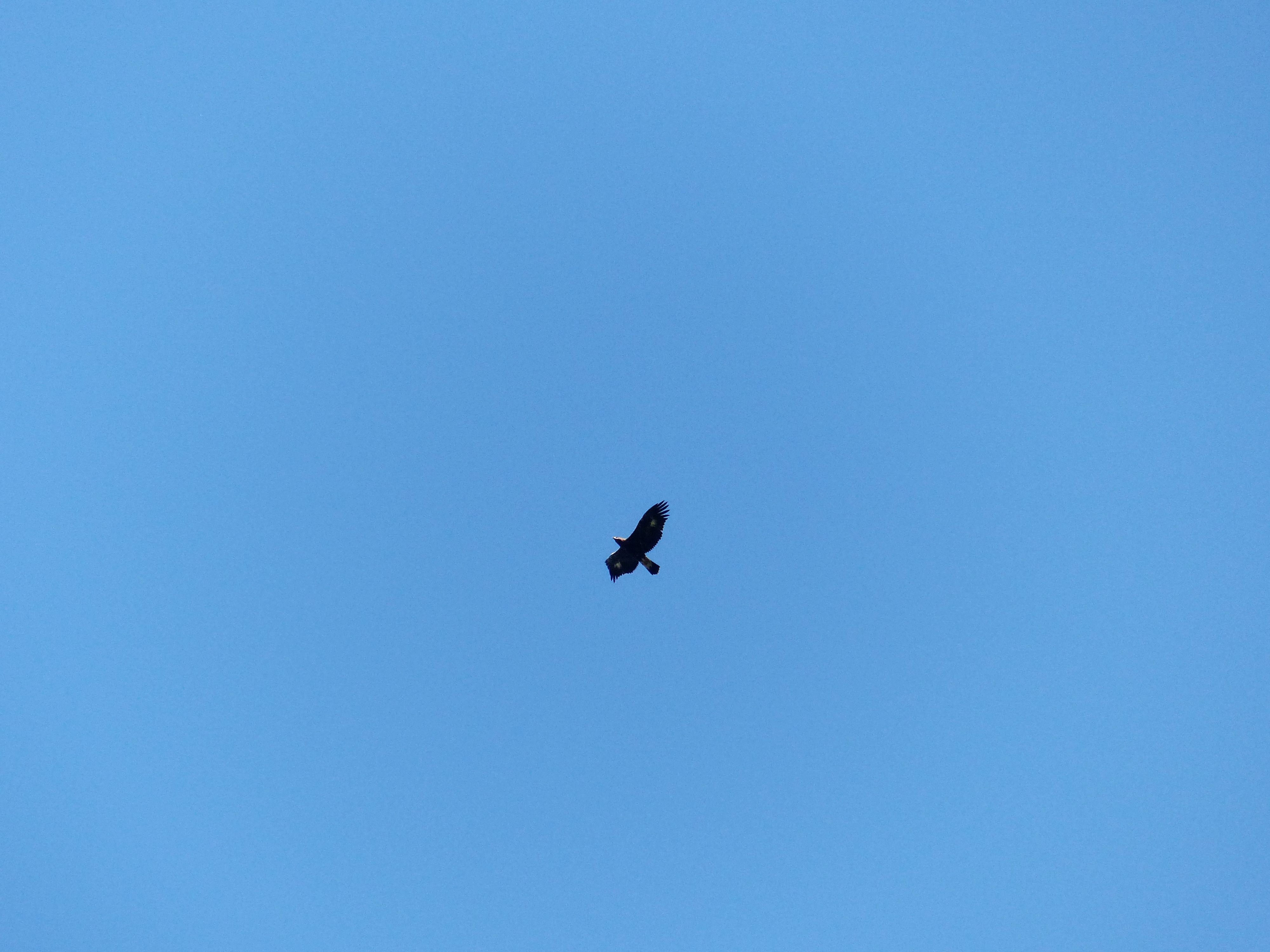 Скален орел (Aquila chrysaetos); снимка: А. Ралев