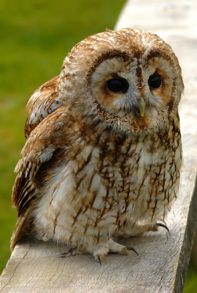 Снимка: "Tawny wiki edit1" by K.-M. Hansche - Edited by: Arad - Собствена творба. Licensed under CC BY-SA 2.5 via Wikimedia Commons - https://commons.wikimedia.org/wiki/File:Tawny_wiki_edit1.jpg#/media/File:Tawny_wiki_edit1.jpg 