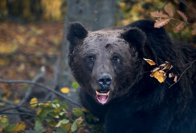 GPS телеметрия на мечки в Национален парк „Централен Балкан“