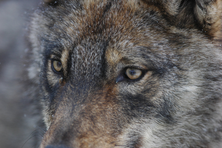 За хибридите между вълци и други видове в България