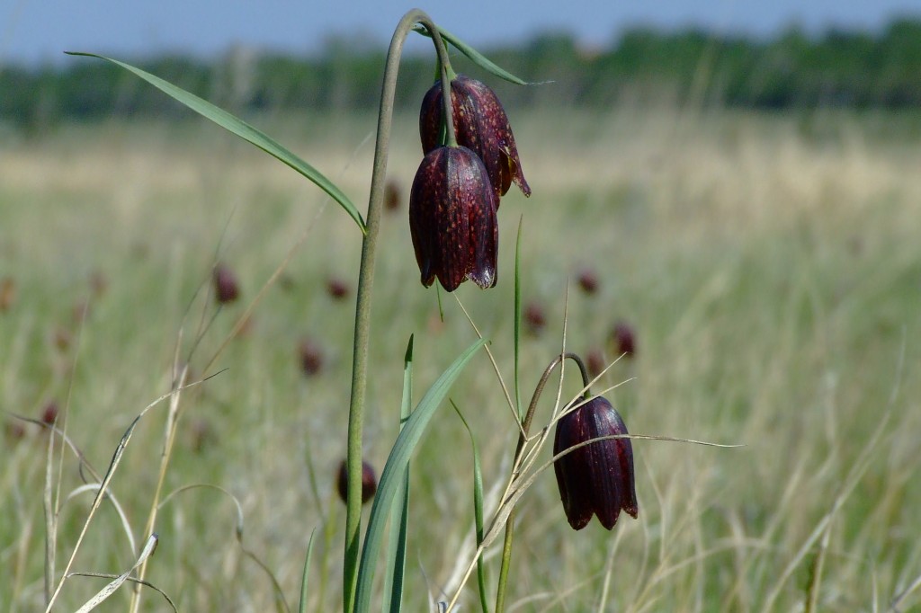 Шахматовидна ведрица (Fritillaria meleagroides)