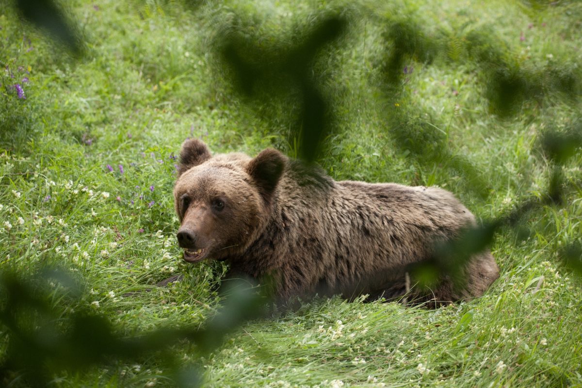 Планината ни зове, но да не забравяме за възможни срещи с горските домакини – мечките