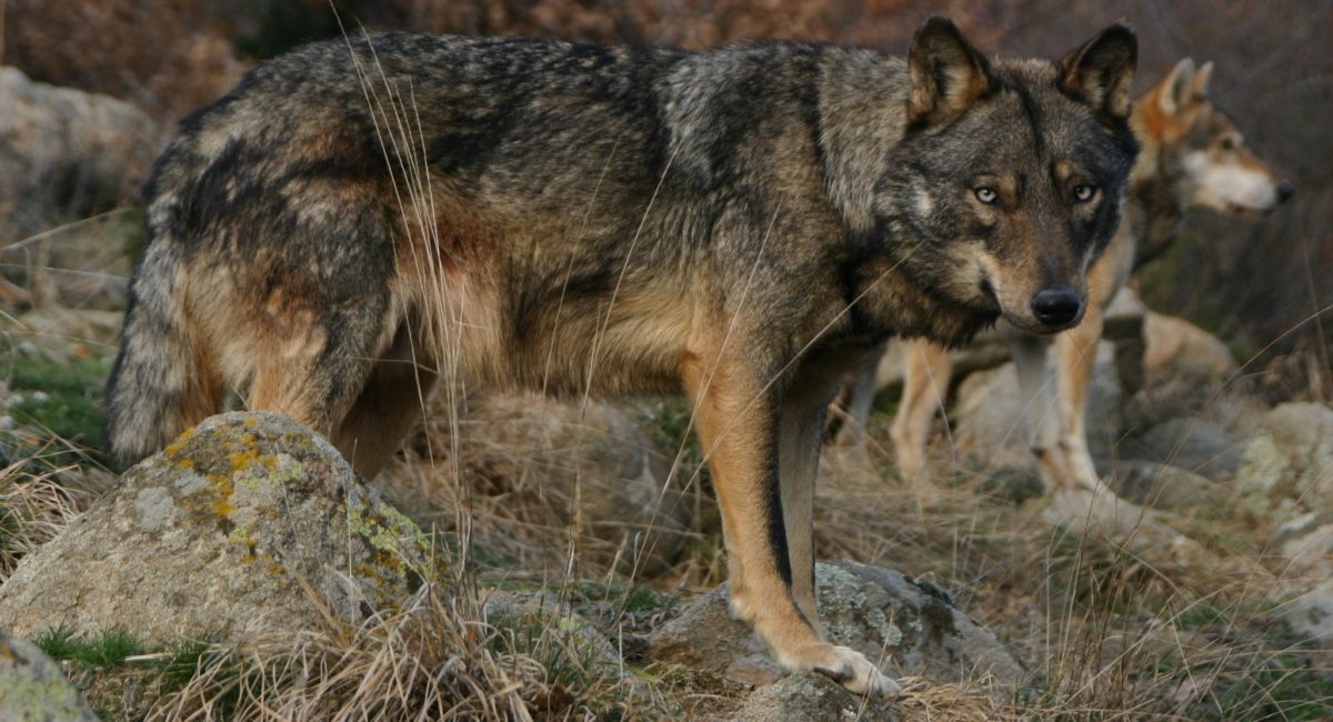 Хибридизацията на вълци с кучета остава в голяма степен неуправляема в цяла Европа